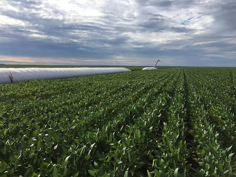 Produção de grãos no Piauí deve alcançar marca histórica e o segundo maior crescimento do país